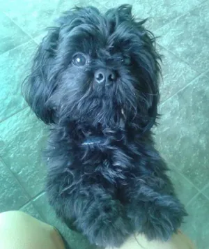 Cachorro raça Shih tzu idade 1 ano nome Breed