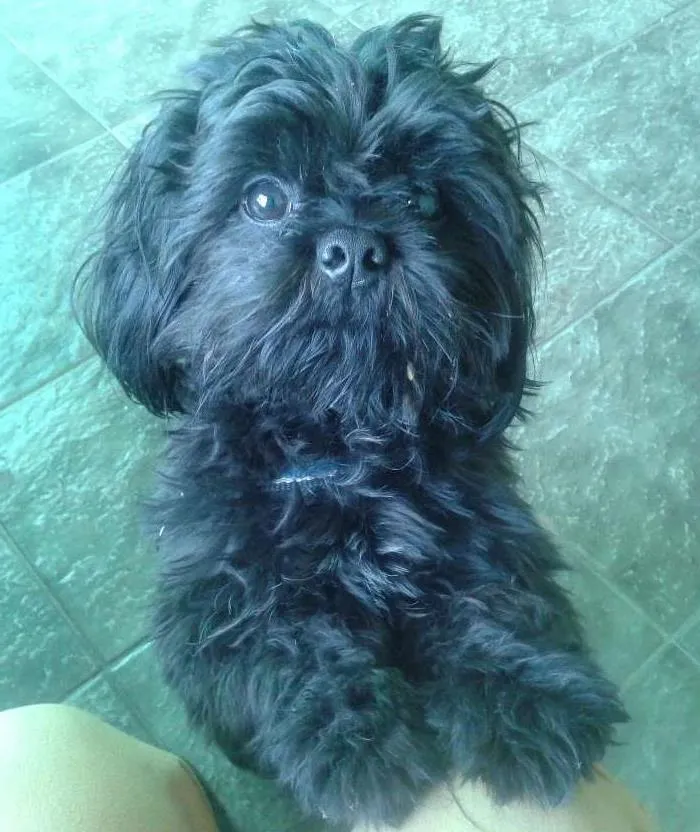 Cachorro ra a Shih tzu idade 1 ano nome Breed