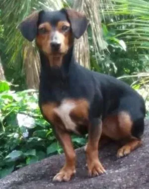 Cachorro raça Mix de Basset idade 2 anos nome Minnie