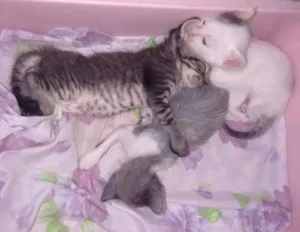 Gato raça RND idade Abaixo de 2 meses nome Gatinhos