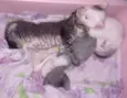 Gatinhos
