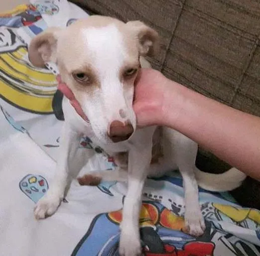Cachorro ra a Vira latas idade 7 a 11 meses nome FRED