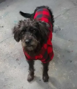 Cachorro raça SRD idade 1 ano nome Jake