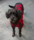 Jake