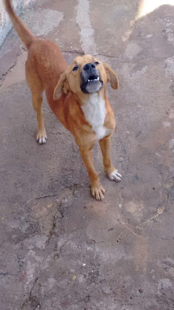 Cachorro ra a vira lata idade 2 anos nome Tor 