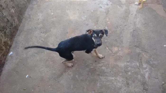 Cachorro ra a Vira lata idade 2 a 6 meses nome Dic