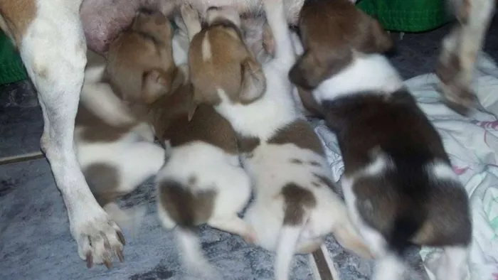 Cachorro ra a não definido idade Abaixo de 2 meses nome não definido
