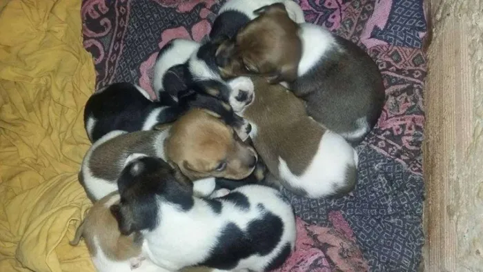Cachorro ra a não definido idade Abaixo de 2 meses nome não definido