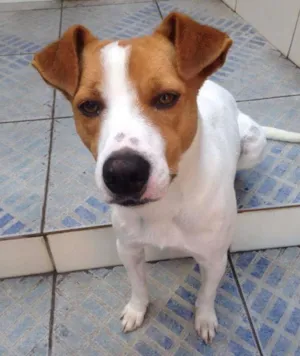 Cachorro raça vira-lata idade 2 anos nome Lucky