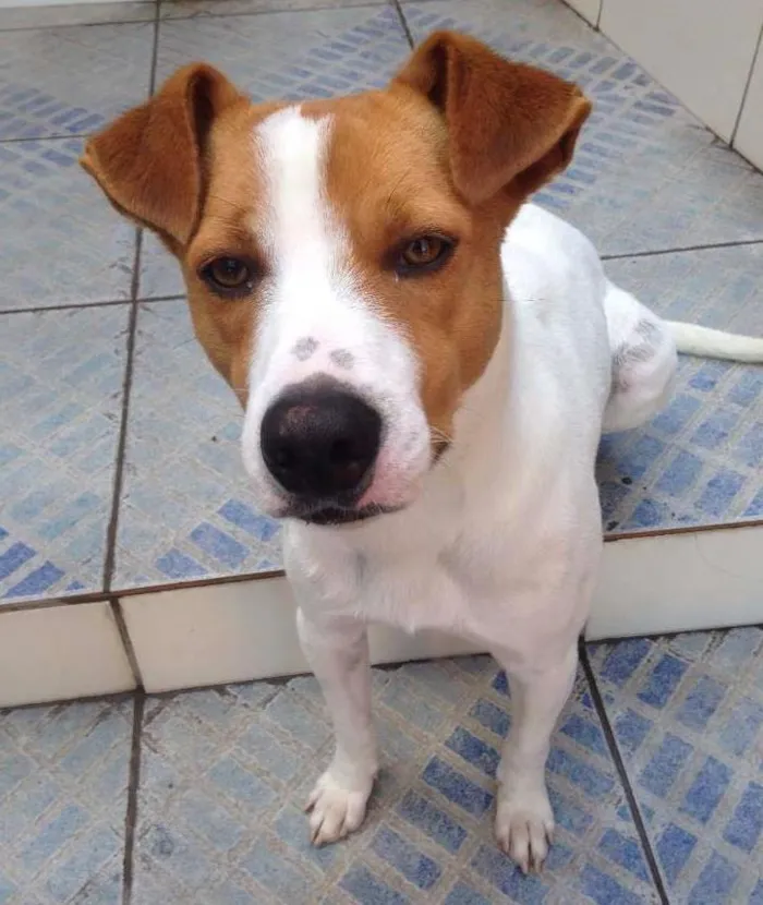 Cachorro ra a vira-lata idade 2 anos nome Lucky