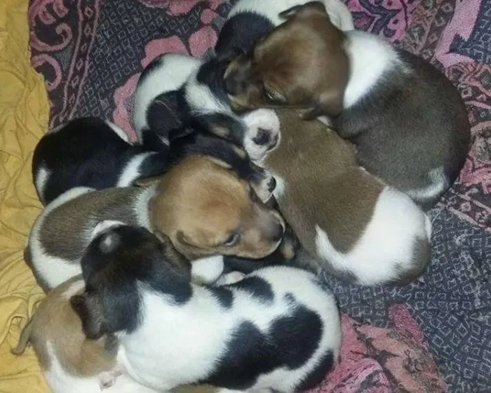 Cachorro ra a não definido idade Abaixo de 2 meses nome não definido