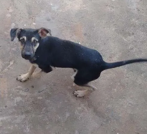 Cachorro ra a Vira lata idade 2 a 6 meses nome Dic