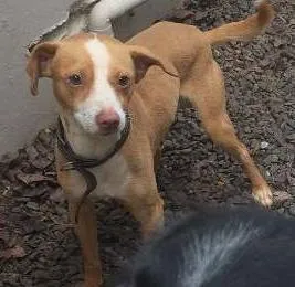 Cachorro ra a nao tem raca idade 2 a 6 meses nome fred e chuca 