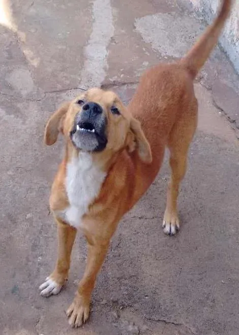 Cachorro ra a vira lata idade 2 anos nome Tor 