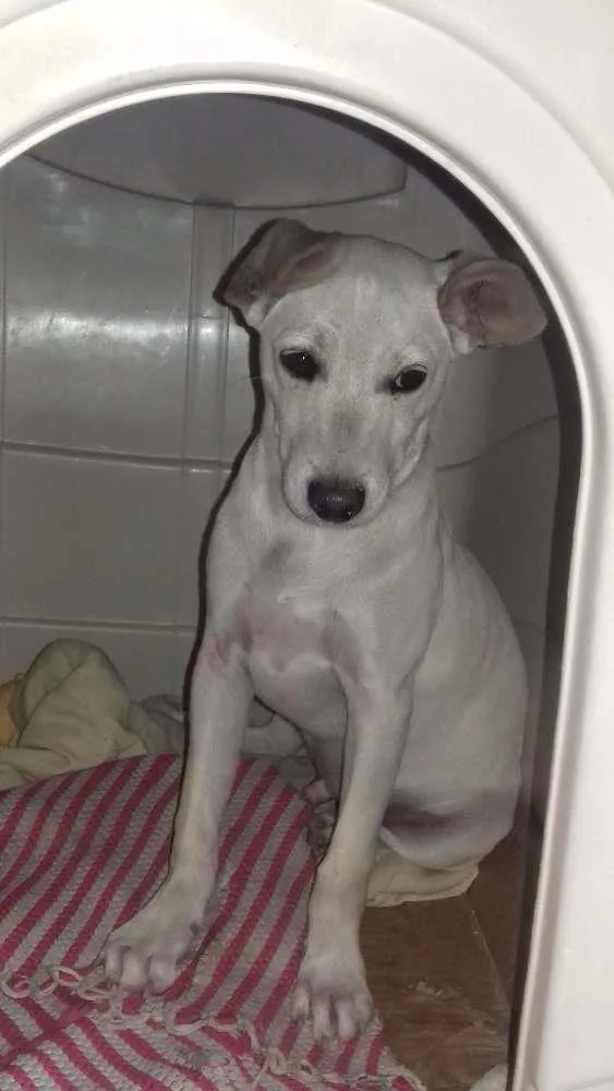 Cachorro ra a Indefinida idade 7 a 11 meses nome Tedy