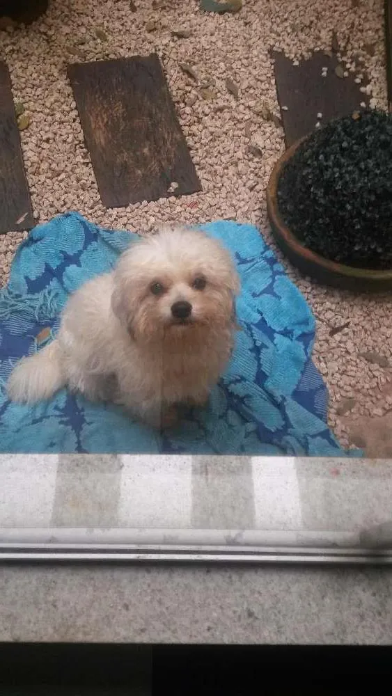 Cachorro ra a Lhasa apso idade 3 anos nome Nao sei