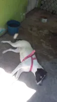 Dora