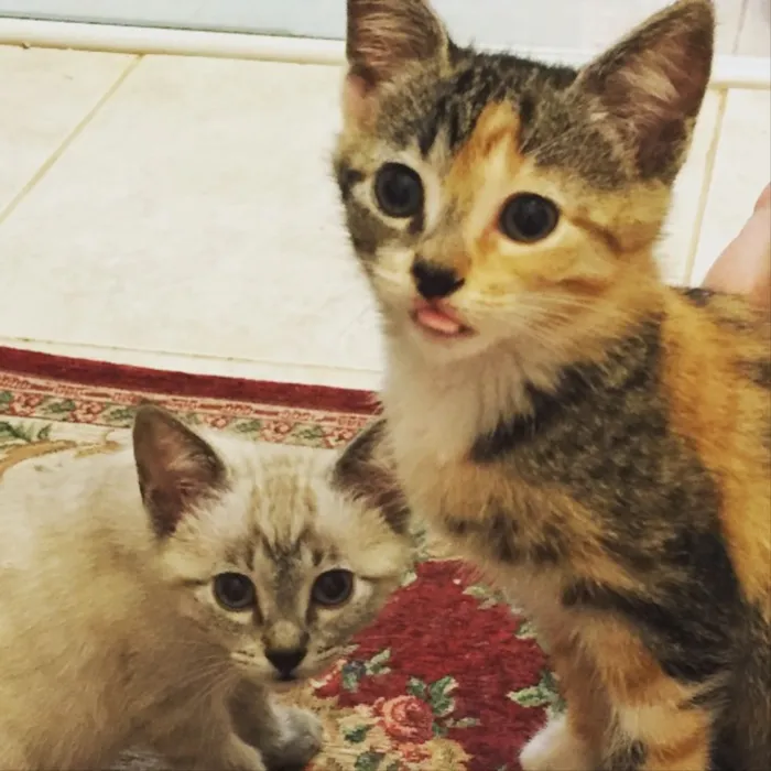 Gato ra a Vira lata idade 2 a 6 meses nome Tina e Gucci 