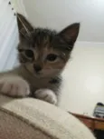 Tina e Gucci 