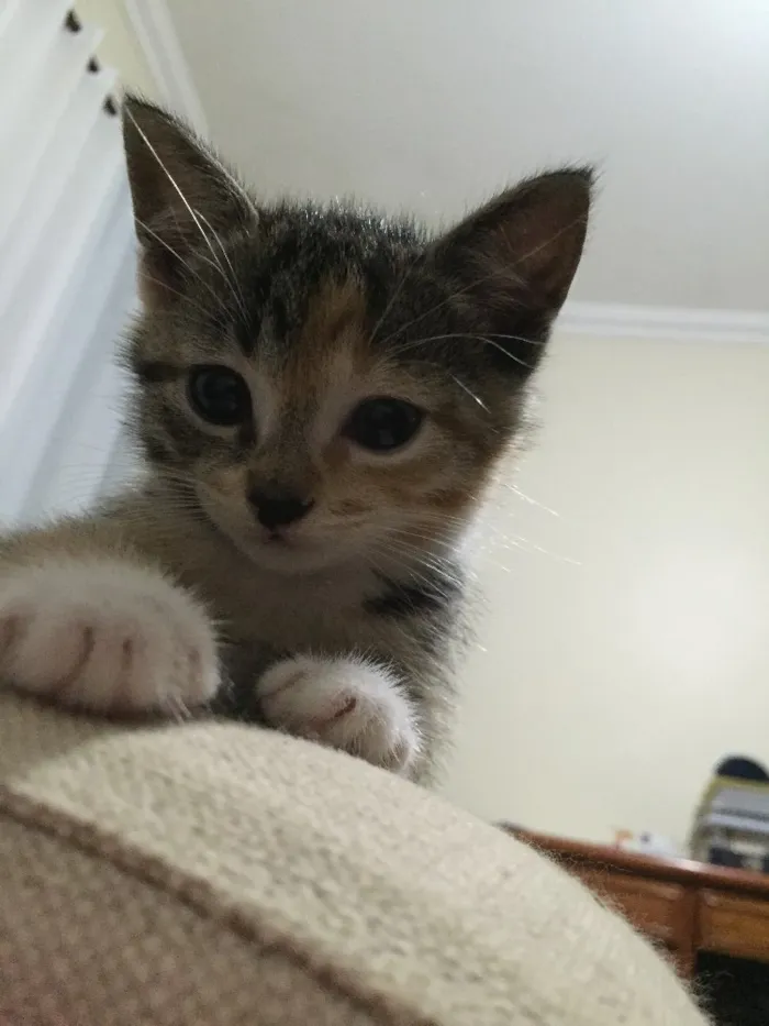 Gato ra a Vira lata idade 2 a 6 meses nome Tina e Gucci 