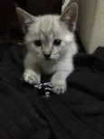 Tina e Gucci 