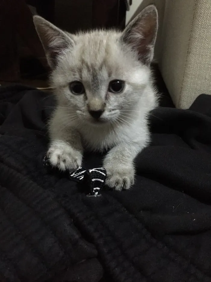 Gato ra a Vira lata idade 2 a 6 meses nome Tina e Gucci 
