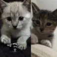 Tina e Gucci 