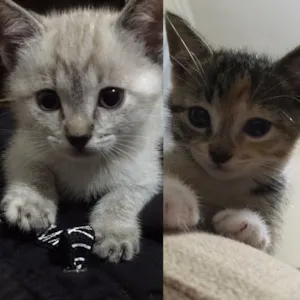 Gato raça Vira lata idade 2 a 6 meses nome Tina e Gucci 