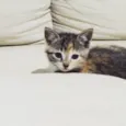 Tina e Gucci 