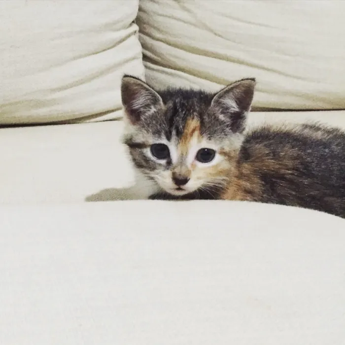 Gato ra a Vira lata idade 2 a 6 meses nome Tina e Gucci 