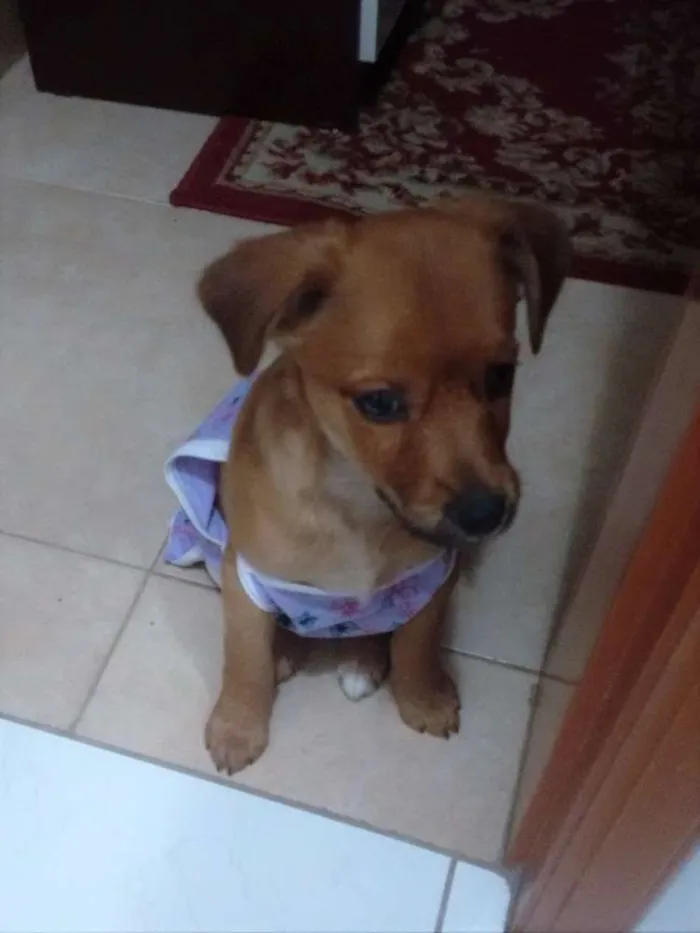 Cachorro ra a srd idade 2 a 6 meses nome Gabi