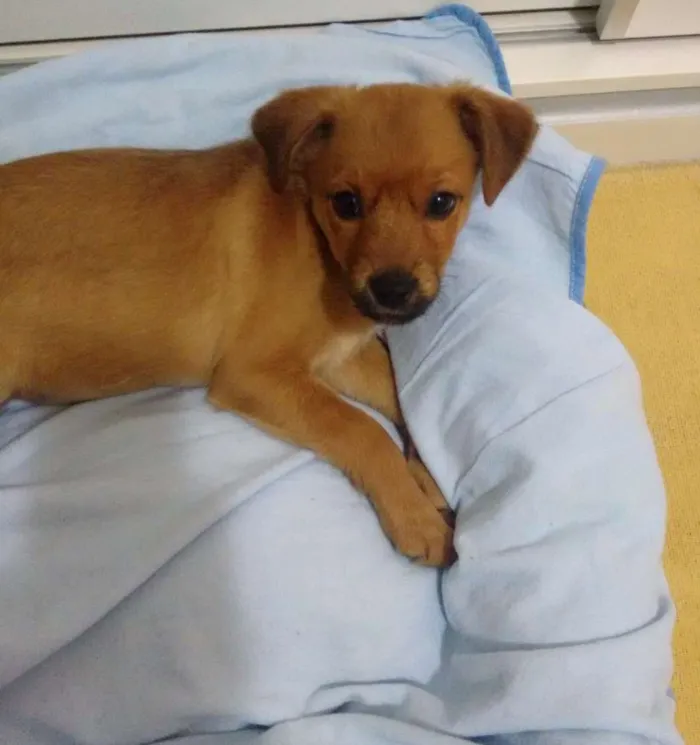 Cachorro ra a srd idade 2 a 6 meses nome Gabi