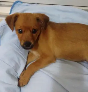 Cachorro raça srd idade 2 a 6 meses nome Gabi