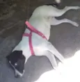 Dora