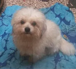 Cachorro raça Lhasa apso idade 3 anos nome Nao sei