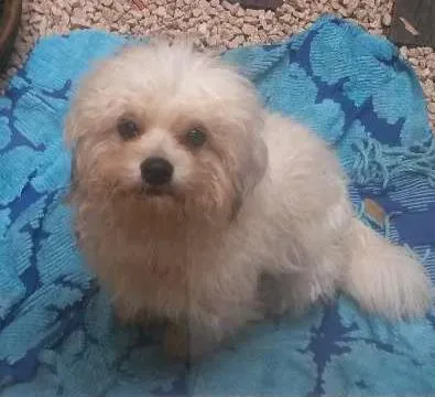 Cachorro ra a Lhasa apso idade 3 anos nome Nao sei