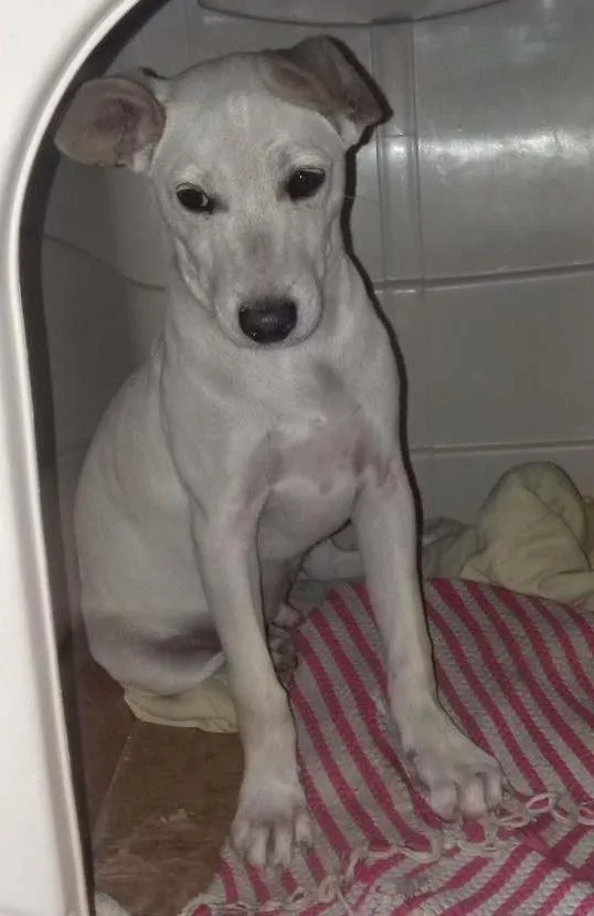 Cachorro ra a Indefinida idade 7 a 11 meses nome Tedy