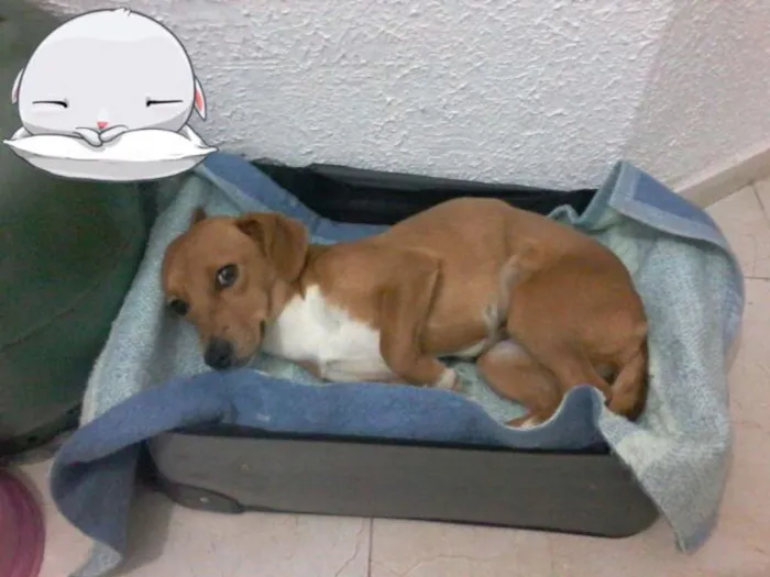 Cachorro ra a Dachshund idade 7 a 11 meses nome Greta