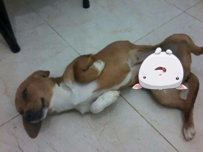 Cachorro ra a Dachshund idade 7 a 11 meses nome Greta