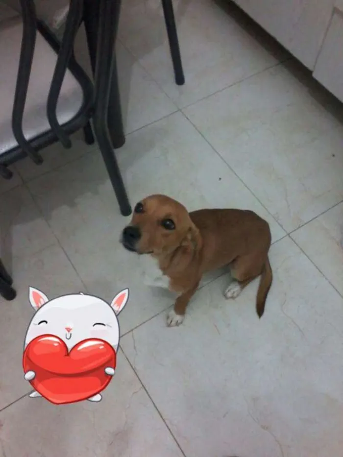 Cachorro ra a Dachshund idade 7 a 11 meses nome Greta