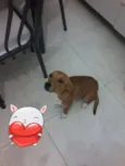 Greta