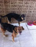 Tibi e Tica