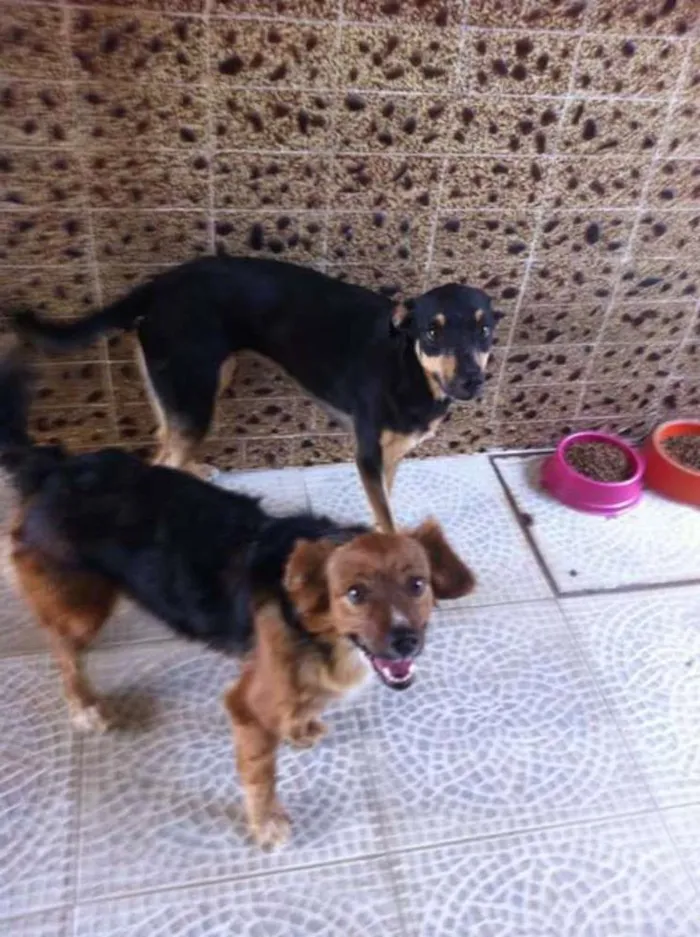 Cachorro ra a Sem raça definida idade 5 anos nome Tibi e Tica