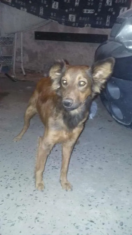 Cachorro ra a  idade 1 ano nome Sasao