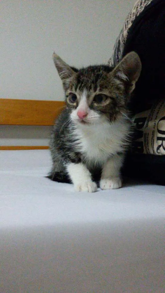 Gato ra a vira lata idade 2 a 6 meses nome chuke