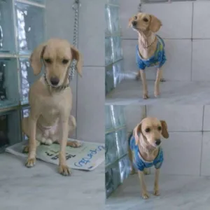 Cachorro raça srd idade 7 a 11 meses nome Cherry