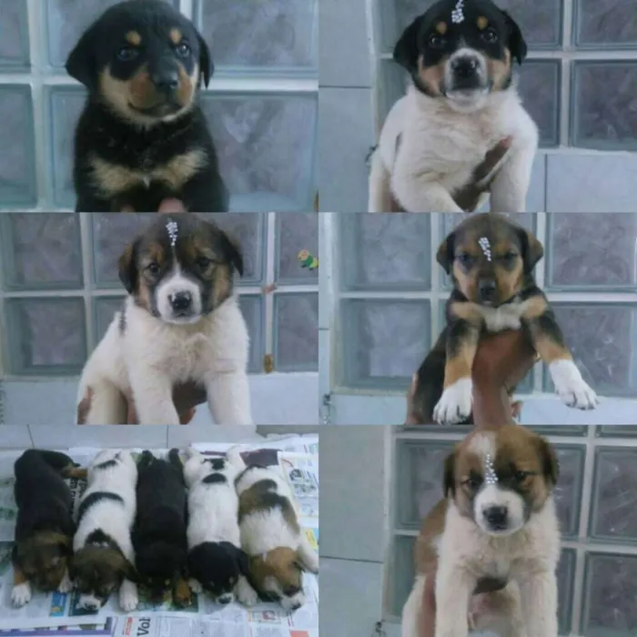 Cachorro ra a srd idade  nome BABYS