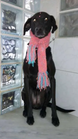 Cachorro raça SRD idade 2 anos nome Meg