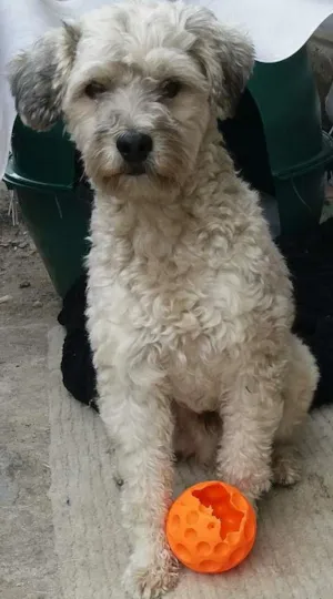 Cachorro raça srd idade 5 anos nome estopa 