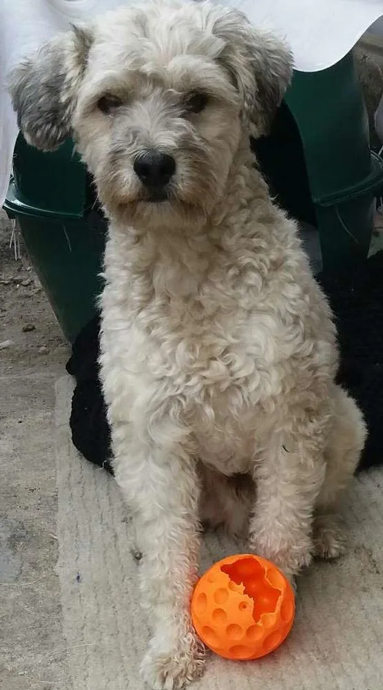 Cachorro ra a srd idade 5 anos nome estopa 